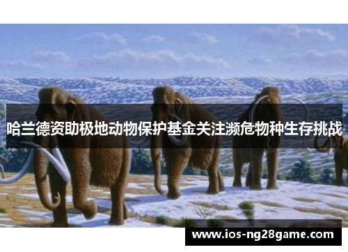 哈兰德资助极地动物保护基金关注濒危物种生存挑战 哈兰德资助极地动物保护基金关注濒危物种生存挑战